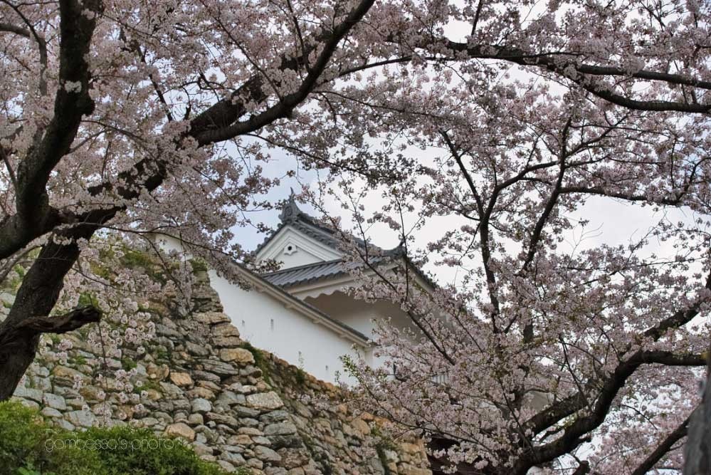 浜松城の桜 3