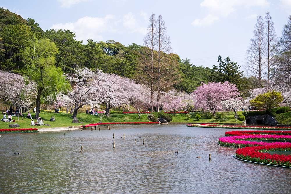 浜松フラワーパークの桜 3