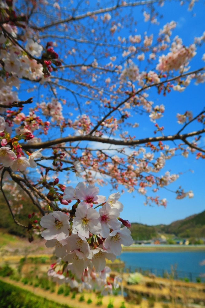 愛らしい桜の花