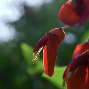 Signs of flowering