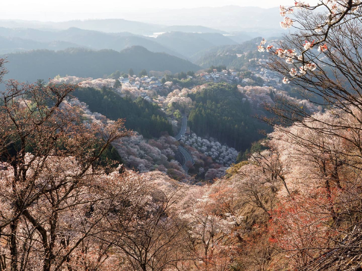 世界遺産『吉野山』桜の絶景🌸