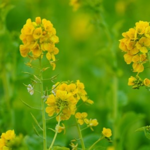 菜の花2021彩✨日比谷公園
