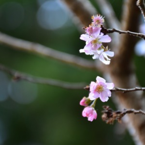 大山の冬桜